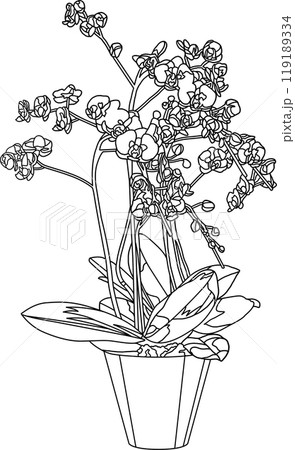 塗り絵、花の鉢植イラスト、背景透明 塗り絵、花の鉢植イラスト、背景透明 119189334