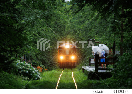 緑の桜トンネルと走れメロス号(津軽鉄道) 緑の桜トンネルと走れメロス号(津軽鉄道) 119189355