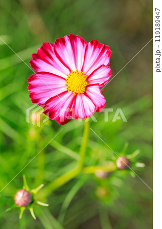 満開のコスモス 119189447