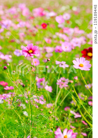 満開のコスモス 119189448