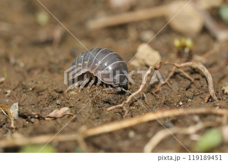オカダンゴムシ 119189451