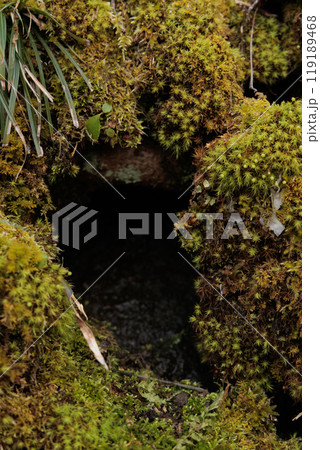 早春のタマゴケ（青森県） 119189468