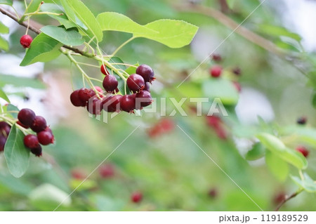 小鳥も喜ぶシデザクラの実 119189529