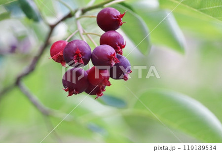 小鳥も喜ぶシデザクラの実 119189534