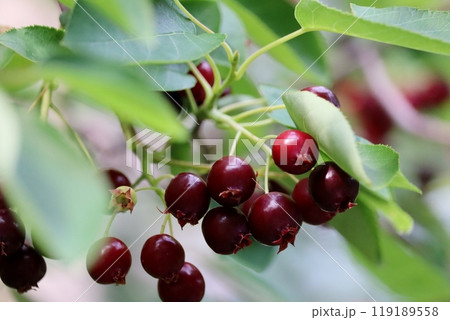 小鳥も喜ぶシデザクラの実 119189558