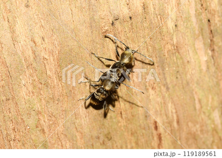 ケブカトラカミキリ交尾 119189561