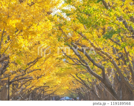 イチョウ並木のトンネル（明治神宮外苑） 119189568