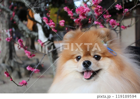 梅の花の前で笑顔のポメラニアン | ふわふわの茶色の毛が可愛い犬 梅の花の前で笑顔のポメラニアン | ふわふわの茶色の毛が可愛い犬 119189594