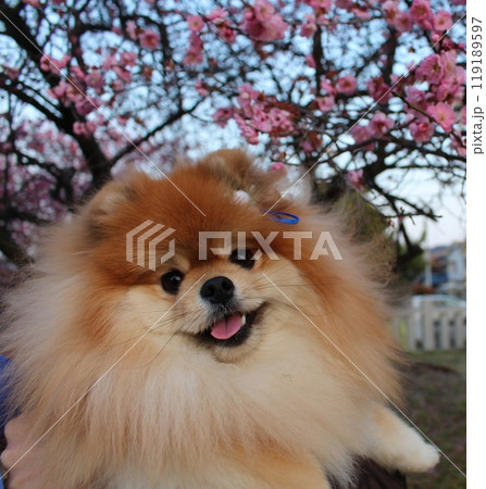 梅の花の前で笑顔のポメラニアン | ふわふわの茶色の毛が可愛い犬 梅の花の前で笑顔のポメラニアン | ふわふわの茶色の毛が可愛い犬 119189597