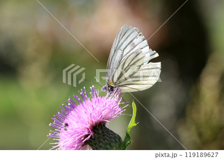 スジグロシロチョウの吸蜜 119189627