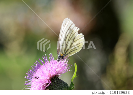 スジグロシロチョウの吸蜜 119189628