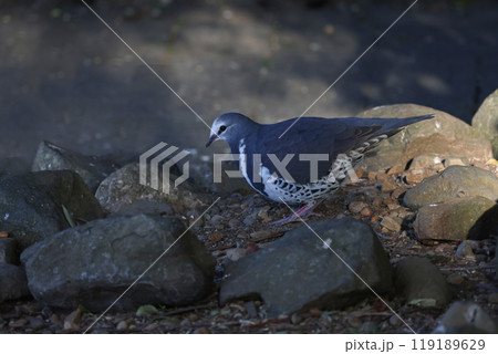 地面に降りて餌を探す丸くて可愛いウォンガバト 119189629