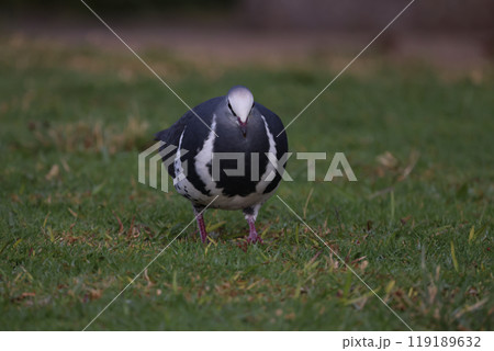 地面に降りて餌を探す丸くて可愛いウォンガバト 119189632