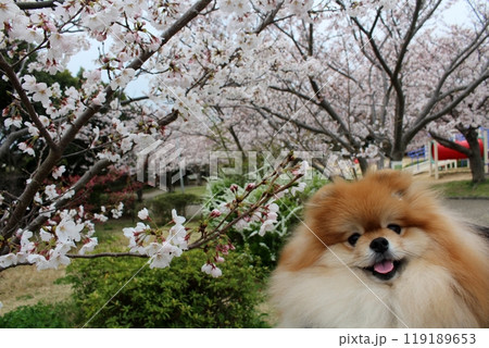「桜の花の前で笑顔のポメラニアン | ふわふわの茶色の毛が可愛い犬」 「桜の花の前で笑顔のポメラニアン | ふわふわの茶色の毛が可愛い犬」 119189653
