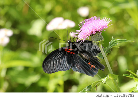 ナガサキアゲハの吸蜜 ナガサキアゲハの吸蜜 119189782
