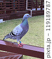 鳩 119189787