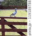 鳩 119189788