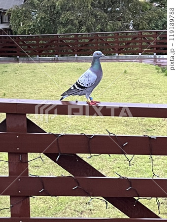 鳩 鳩 119189788