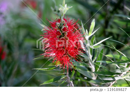 ブラシノキの花は、グラスを洗うブラシにぴったしカンカン 119189827