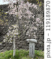 桜の木 119189870