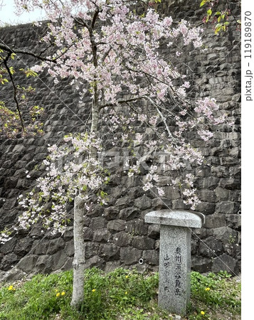 桜の木 119189870