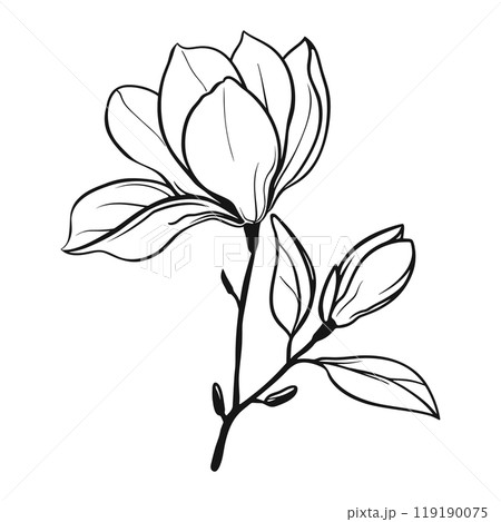 Black line magnolia flowers on white background. Floral outline icon. Abstract linear magnolia branch Black line magnolia flowers on white background. Floral outline icon. Abstract linear magnolia branch 119190075