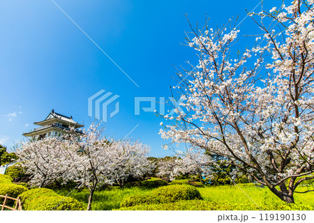 竹崎城址展望台の桜　【佐賀県藤津郡太良町竹崎】 119190130