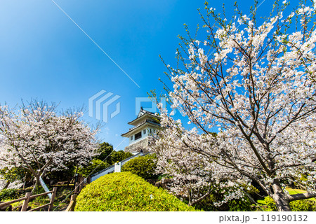 竹崎城址展望台の桜　【佐賀県藤津郡太良町竹崎】 119190132