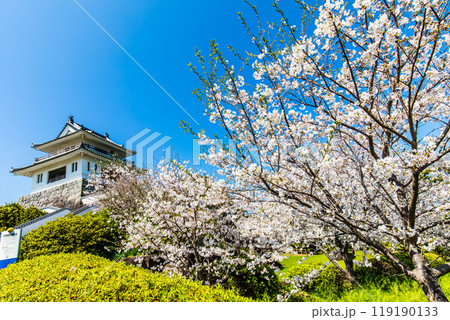 竹崎城址展望台の桜　【佐賀県藤津郡太良町竹崎】 119190133