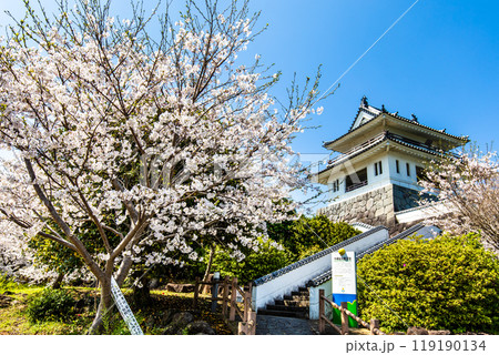 竹崎城址展望台の桜　【佐賀県藤津郡太良町竹崎】 119190134