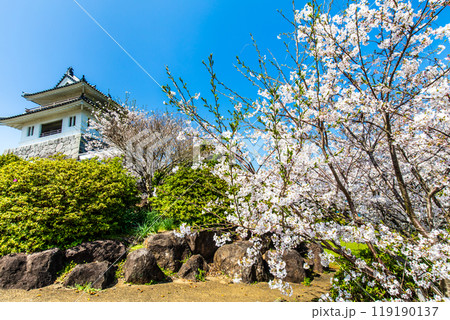 竹崎城址展望台の桜　【佐賀県藤津郡太良町竹崎】 119190137