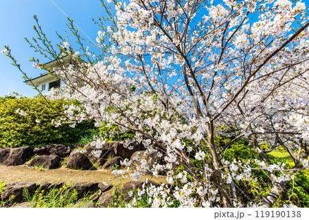 竹崎城址展望台の桜　【佐賀県藤津郡太良町竹崎】 119190138