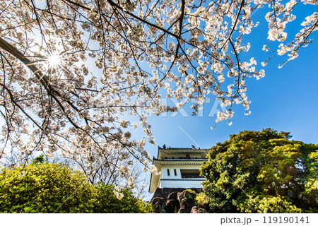 竹崎城址展望台の桜 【佐賀県藤津郡太良町竹崎】 竹崎城址展望台の桜 【佐賀県藤津郡太良町竹崎】 119190141