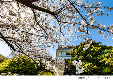 竹崎城址展望台の桜　【佐賀県藤津郡太良町竹崎】 119190142