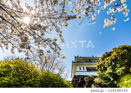竹崎城址展望台の桜　【佐賀県藤津郡太良町竹崎】 119190143