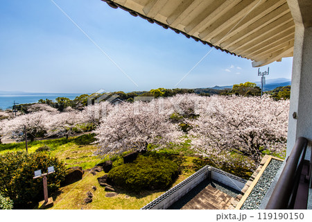 竹崎城址展望台の桜 【佐賀県藤津郡太良町竹崎】 竹崎城址展望台の桜 【佐賀県藤津郡太良町竹崎】 119190150