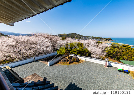 竹崎城址展望台の桜　【佐賀県藤津郡太良町竹崎】 119190151