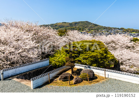 竹崎城址展望台の桜 【佐賀県藤津郡太良町竹崎】 竹崎城址展望台の桜 【佐賀県藤津郡太良町竹崎】 119190152