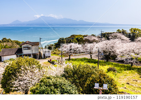 竹崎城址展望台の桜　【佐賀県藤津郡太良町竹崎】 119190157