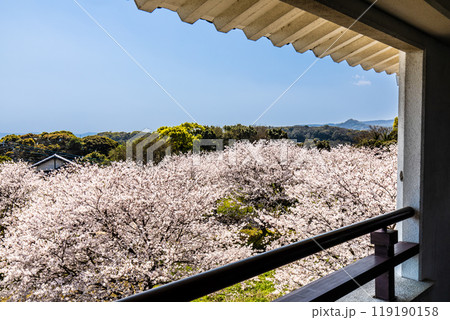 竹崎城址展望台の桜　【佐賀県藤津郡太良町竹崎】 119190158