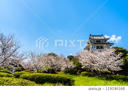 竹崎城址展望台の桜　【佐賀県藤津郡太良町竹崎】 119190168