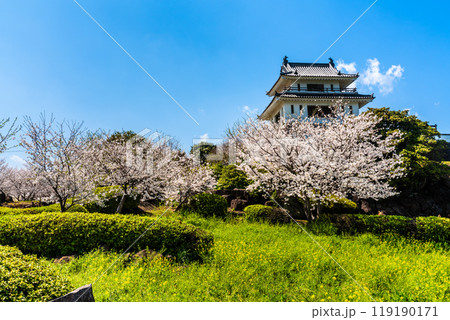 竹崎城址展望台の桜　【佐賀県藤津郡太良町竹崎】 119190171