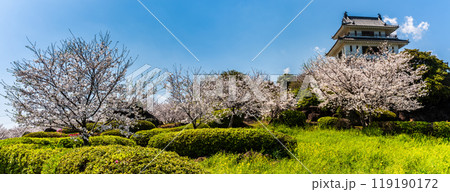 竹崎城址展望台の桜　パノラマ　【佐賀県藤津郡太良町竹崎】 119190172