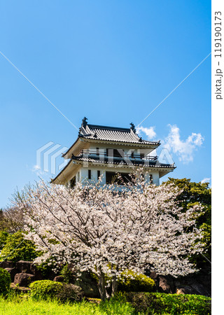 竹崎城址展望台の桜　【佐賀県藤津郡太良町竹崎】 119190173