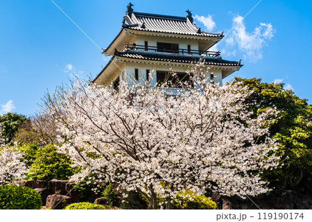竹崎城址展望台の桜　【佐賀県藤津郡太良町竹崎】 119190174