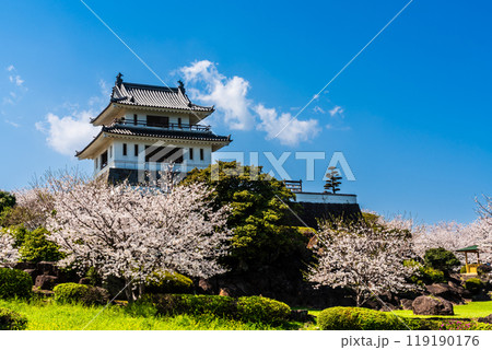 竹崎城址展望台の桜　【佐賀県藤津郡太良町竹崎】 119190176