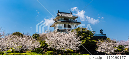 竹崎城址展望台の桜　パノラマ　【佐賀県藤津郡太良町竹崎】 119190177