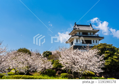 竹崎城址展望台の桜　【佐賀県藤津郡太良町竹崎】 119190178