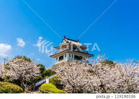 竹崎城址展望台の桜　【佐賀県藤津郡太良町竹崎】 119190186