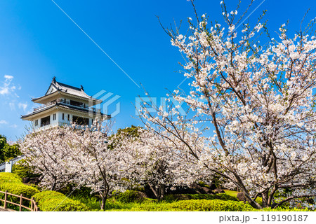 竹崎城址展望台の桜　【佐賀県藤津郡太良町竹崎】 119190187